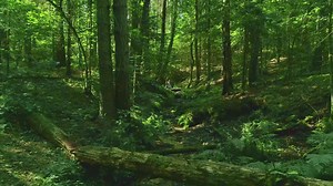 951K views · 7.2K reactions | People often ask, what’s the best time of the year to visit Lithuania? The truth is, it doesn’t matter. Lithuania is a country of four seasons – and every one of them has something unique to offer. | Lithuania Travel | Facebook