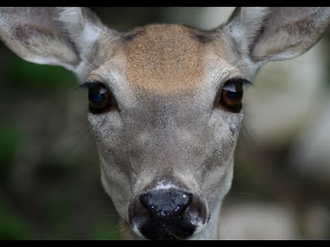 Deer Vision: What Can They See & How Can You Beat Their Senses