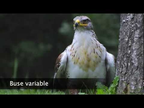 Buse variable