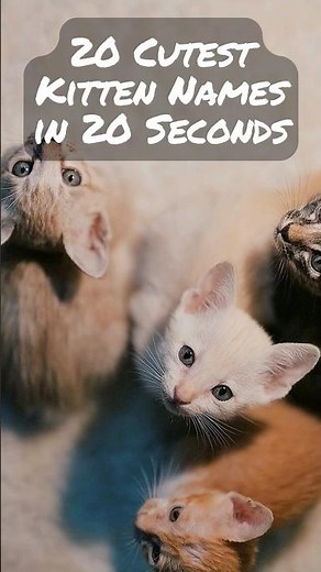20 Cutest Kitten Names in 20 Seconds