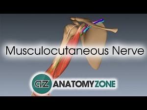 Musculocutaneous Nerve  • Video • MEDtube.net