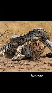 EPIC! 😱 Python Constricts Leopard in DO-OR-DIE Battle! (Rare Footage) #animalshorts
