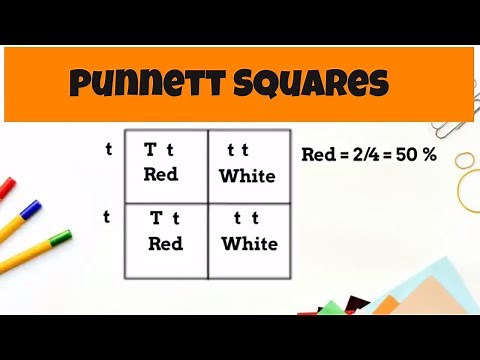 Punnett Square Basics ( monohybrid cross)