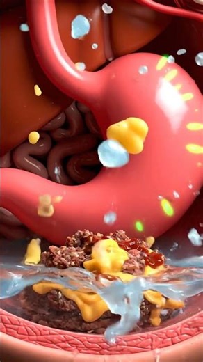 What Really Happens Inside Your Body When You Eat a Hamburger | 3D Medical CGI