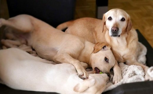 Pets Best Insurance Reviews: Pricing, Coverage & How It Compares Against Healthy Paws, Trupanion & Others