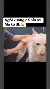 1.4M views · 27K reactions | Hơi ra tới đuýt biết kiềm sao đây 藍 | Hisun Pet | Facebook