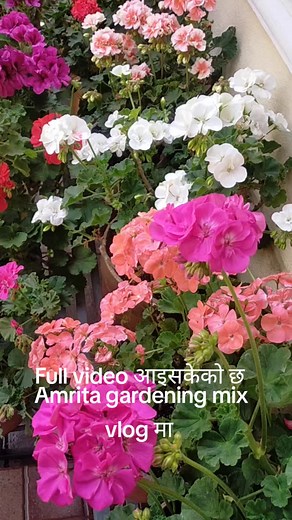 Geranium Flowers: A Complete Gardening Guide