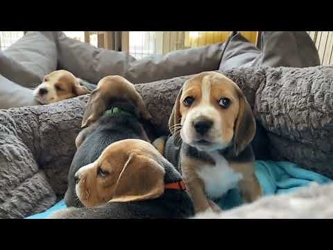 The Cutest Beagle Puppies EVER!