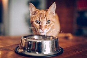 How Much Should I Really Feed My Cat?