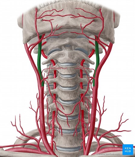 Internal carotid artery
