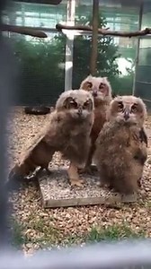 338K views · 7.7K reactions | Owl dance :) | I Love Owls | Facebook