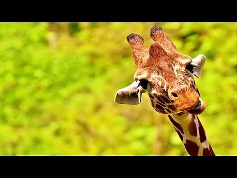 Best Giraffe Videos Compilation 🦒😂 [Funny Pets]