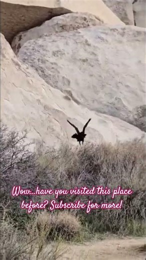 #joshuatreenationalpark #nature #nationalpark #rockformations #birds #desert #godofhope #blessings
