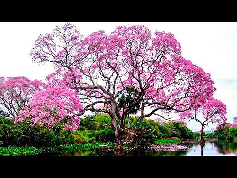 TOP 15 STUNNING and BEAUTIFUL Trees