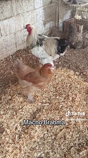 Macho Brahma: Explore the World of Brahma Cattle