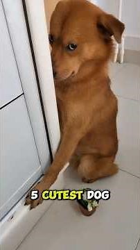 Top 5 Cutest Dog Breeds 🐶✨ | Try Not to Say "Aww"! #shorts #dogs