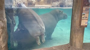 159K views · 6.4K reactions | Peaceful moments before the Zoo opens. | Cincinnati Zoo & Botanical Garden | Facebook