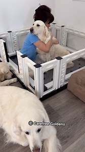 5.6K views · 1.2K reactions | We set up the whelping box to get Porsche used to with it and feel comfortable. It wasn’t hard for me to choose @ezwhelp because I love the windows around it. I always want to know what my fur kids doing so I am so thrilled to find this whelping box. It is very easy to set up & clean, and it is easy to store it once we are done with it. #whelpingbox #pregnantdog #ezwhelp | Carefree Goldens | Facebook