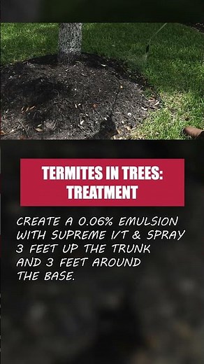 Termites in Trees - Part 2: Treatment [DIY Termite Control]
