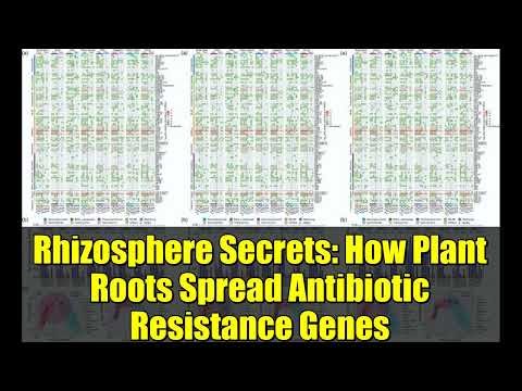 Rhizosphere Secrets: How Plant Roots Spread Antibiotic Resistance Genes