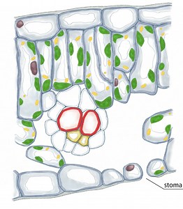 Respiration and photosynthesis - Animation - Science & Plants for Schools