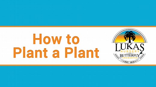 Plants – Lukas Nursery