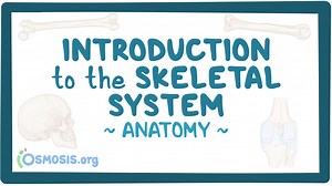 Introduction to the skeletal system: Video, Causes, & Meaning | Osmosis