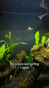 1.3M views · 3.5K reactions | Parasnailing | CoralFish12g | Facebook