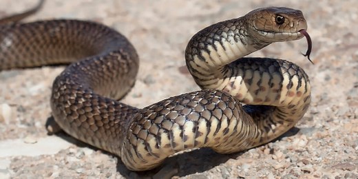 A Guide To Snake Bites On Dogs - Signs, Symptoms & Treatment