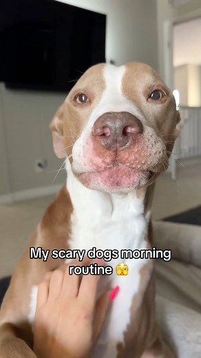 Morning routine 🥰 #routine #morning #dayinthelife #vlog #cuteanimals #reels #dogs #pitbulls | Knight, Aston and Stormi
