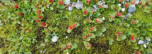 The world’s tiniest tree | BBC Earth