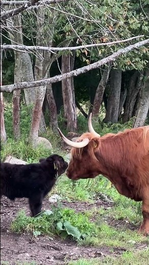Cow licking calf