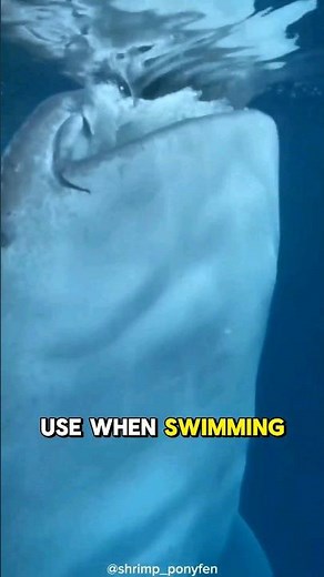 Amazing Whale Shark Filter Feeding Techniques.