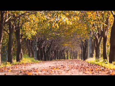 Wind In Trees Sound Effect No Copyright