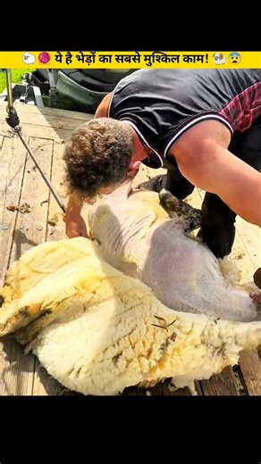 🐏🧶😨 From Scissors to 🐑🪒 Super Clippers | Sheep Shearing! #shorts #facts #scissors #clippers #haircut