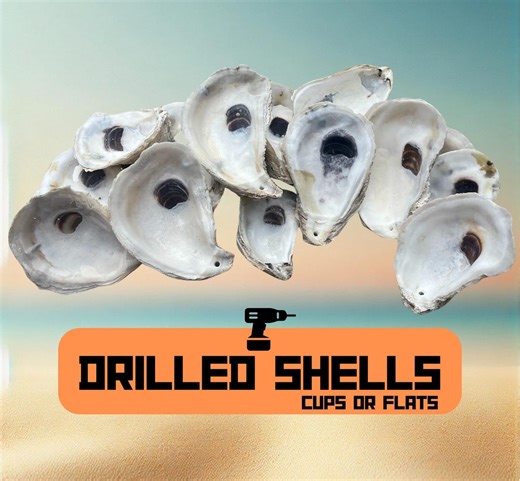 Drilled Oyster Shells – Craft Supplies, Home Decor - Etsy