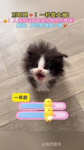 別眨眼💥！一秒變大貓‼️🐱：人 我有沒有長成你期待的模樣😊？網友：真可愛😊像鬼一樣😅 #cat #cute #funny #shorts #funnyshorts