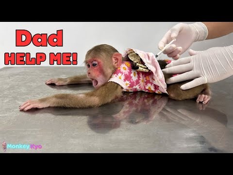 What happened to Kyo?! Dad Thanh rushed her to the doctor!