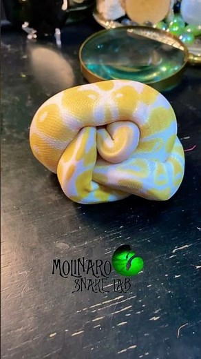 🐍Albino ball python!🧪 #molinarosnakelab #royalpython #ballpython #snakebreeder #reptiles #albino
