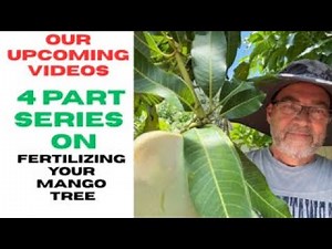Feeding for Flavor: The Ultimate 4 Part Mango Fertilizing Series
