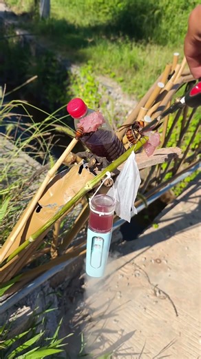 Journey to dig wild forest hornets: follow the hornets