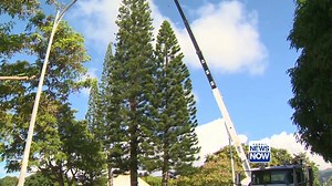 29K views · 578 reactions | It's that time of year again! Here's a look at crews picking up this year's Honolulu Christmas tree from Kahala Community Park. It will be delivered to Honolulu Hale for the annual Christmas lights celebration! #HINews #HawaiiNews | Hawaii News Now | Facebook