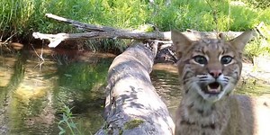 Pennsylvania man's wilderness camera captures all walks of life crossing log bridge