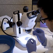 Video: Microinjection-based System for In Vivo Implantation of Embryonic Cardiomyocytes in the Avian Embryo