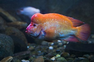 Red Devil Fish Care [Red Devil Cichlid]