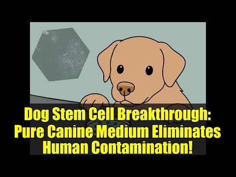 Dog Stem Cell Breakthrough: Pure Canine Medium Eliminates Human Contamination!