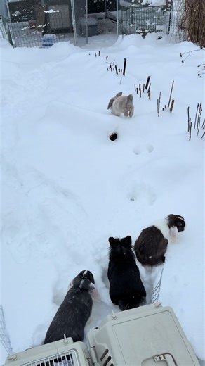 Joyful Bunnies Play in the Snow