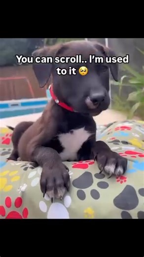 5.4K views · 196 reactions | Nemo was in rough shape when we found him. His front paws were malformed, likely due to a combination of poor nutrition and a high number of parasites, making it impossible for him to walk normally. He underwent extensive treatment and was hospitalized for several days as his condition was critical. But in the end, Nemo’s determination and fighting spirit helped him survive and recover. | Hope For The Broken Hearted | Facebook