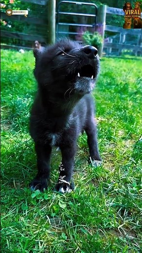 Adorable Baby Wolf Howls Like a Pro! 🐺🎶