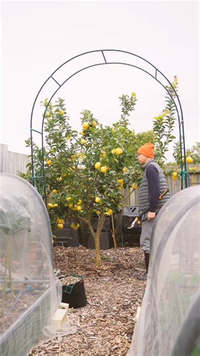 My simple guide on how to prune a lemon tree. Pruning your lemon tree provides quite a few benefits. By thinning out the tree, you create better air circulation and allow more sunlight to reach the entire tree. Overall it wil create a healthier and more productive lemon tree. | Learn Gardening